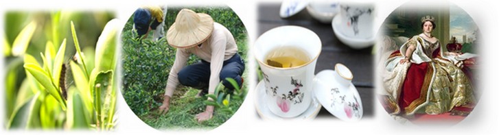 東方美人茶oriental beauty tea