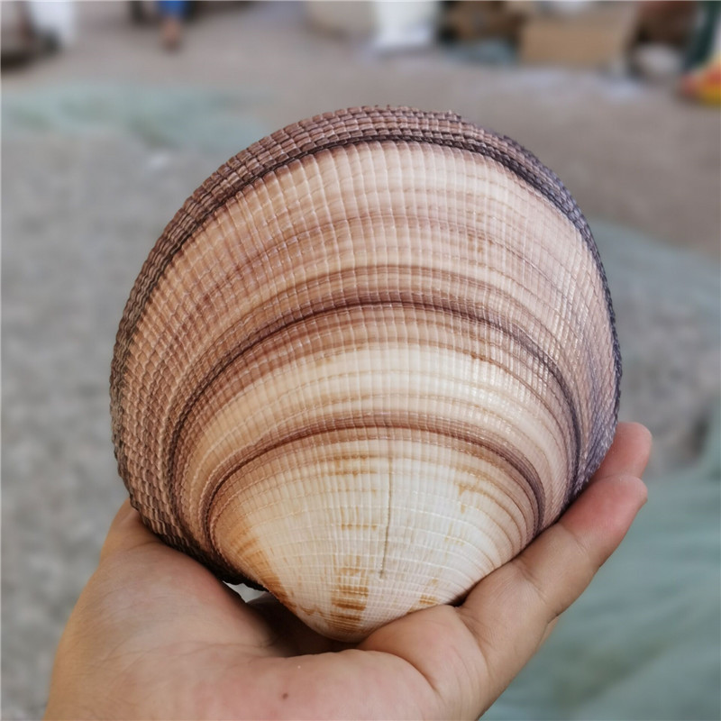 螺貝藝】天然海螺貝殼雙殼巨鳥貝藍鳥貝大蛤珍珠貝家居收藏擺件| 協貿