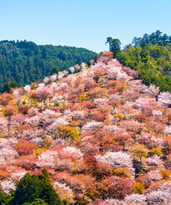 吉野山-奈良賞櫻景點