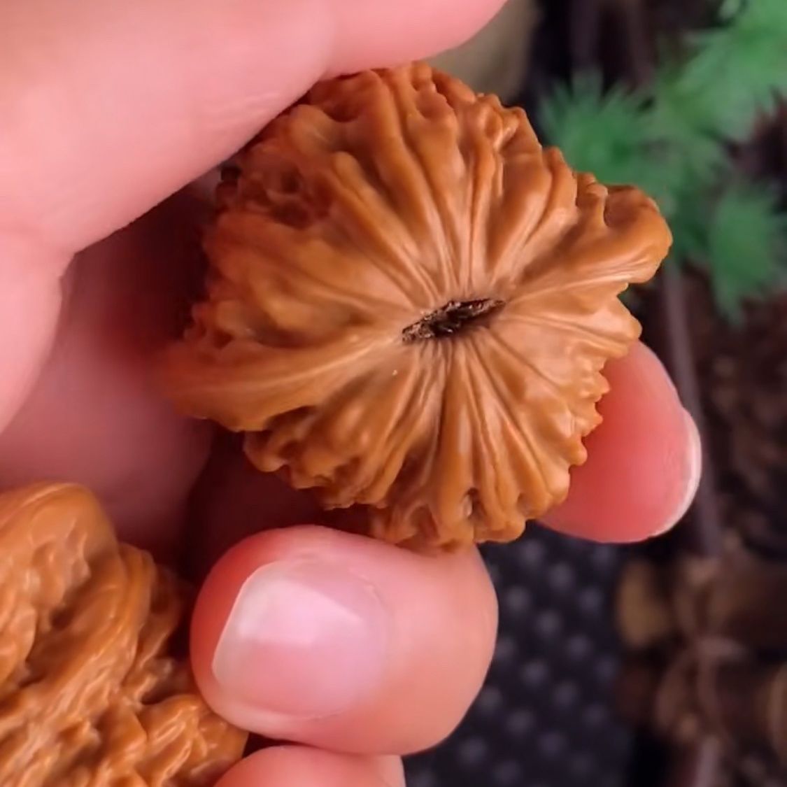 文玩堂：坐佛獅子頭（收藏级核桃） 文玩堂：坐佛獅子頭（收藏级核桃）