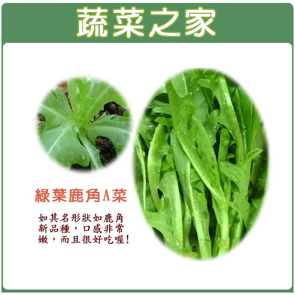 蔬菜之家 A40 綠葉鹿角妹仔菜種子 日本進口新品種鹿角a菜 共有2種包裝可選 蔬菜之家 Rakuten樂天市場