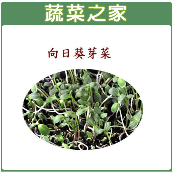 蔬菜之家 大包裝j08 向日葵300公克 向日葵芽菜種子 蔬菜之家 Rakuten樂天市場 蔬菜之家 大包裝j08 向日葵300公克 向日葵芽菜種子 蔬菜之家 Rakuten樂天市場
