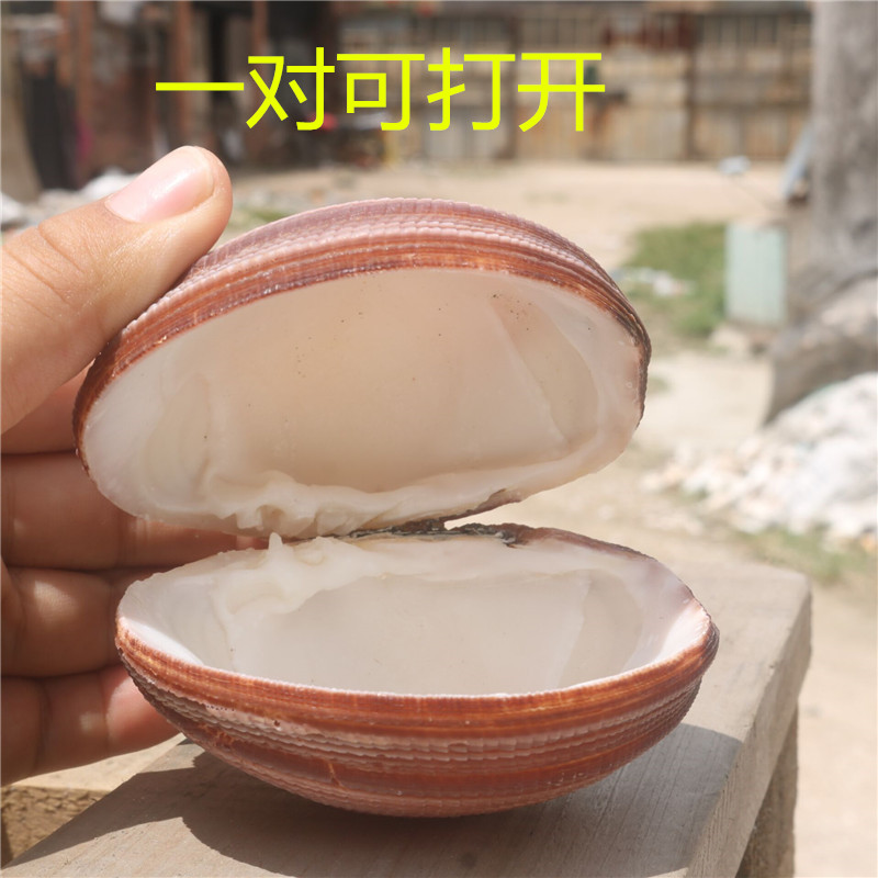 螺貝藝】天然海螺貝殼雙殼巨鳥貝藍鳥貝大蛤珍珠貝家居收藏擺件| 協貿