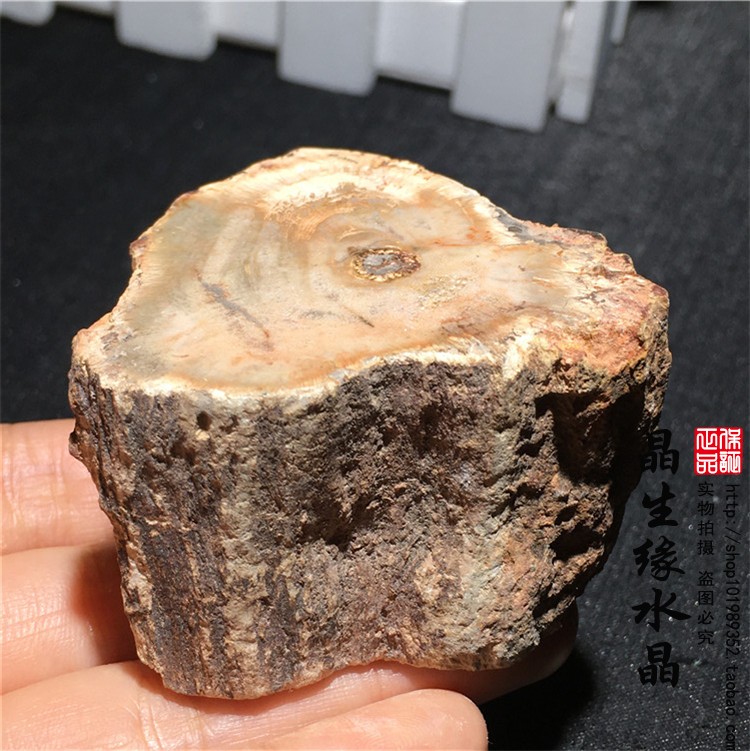 天然木化石原石小墩擺件礦物標本實物圖可選| 協貿國際日用品生活2