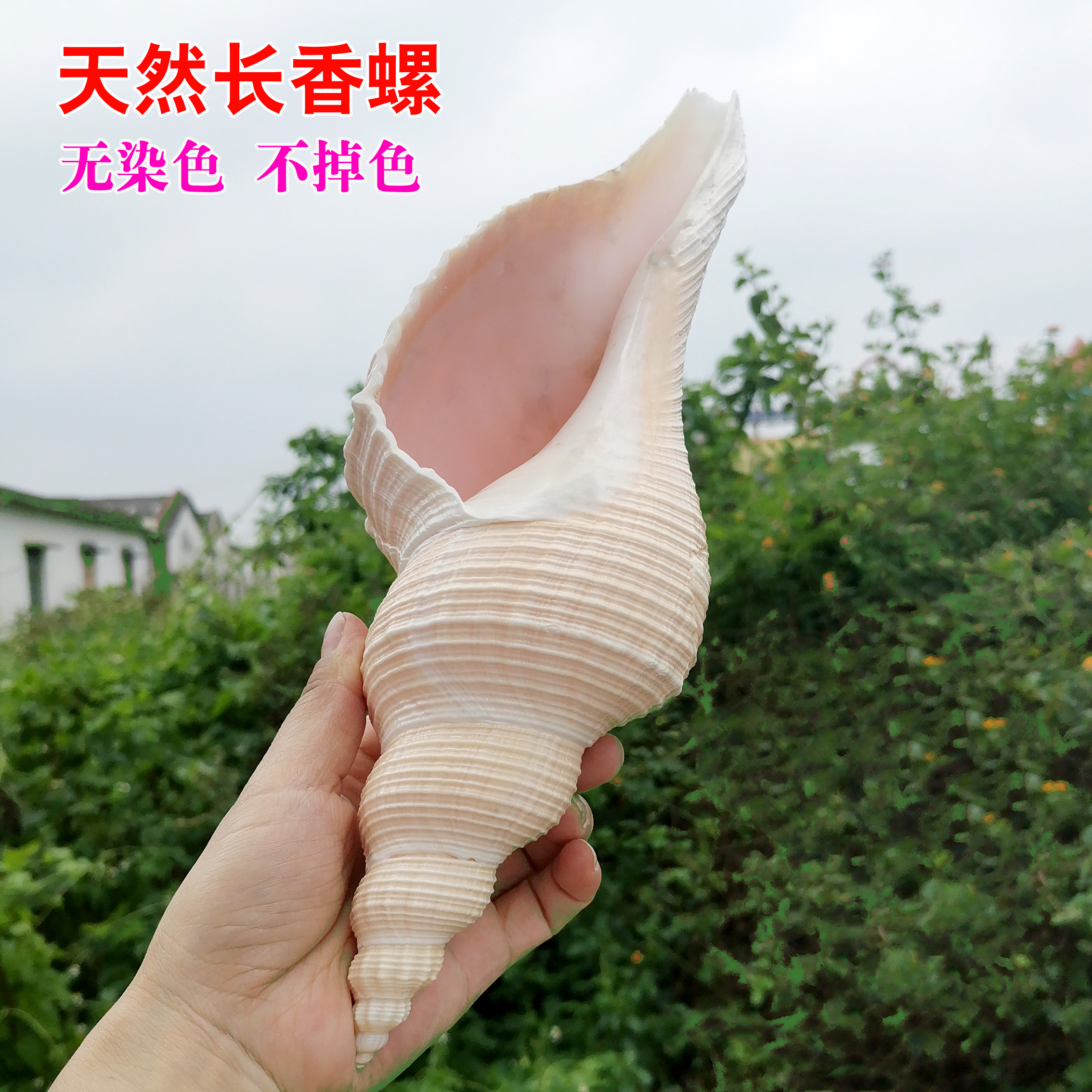 天然海螺貝殼長香螺老角螺響螺公螺密宗法器法事道士號角螺號包郵| 協貿