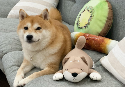 N　COOL　接觸涼感抱枕